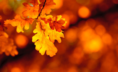 autumn leaves, very shallow focus