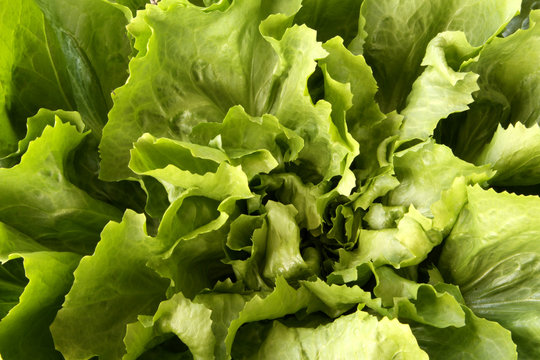 Endiviensalat