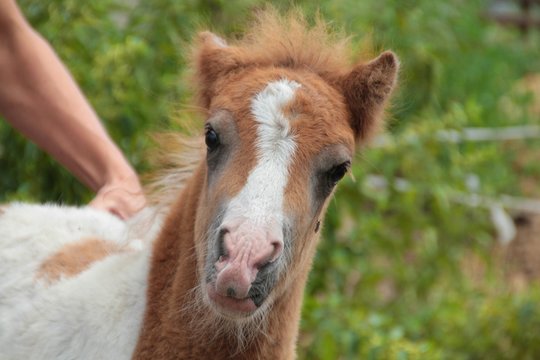 Pony2