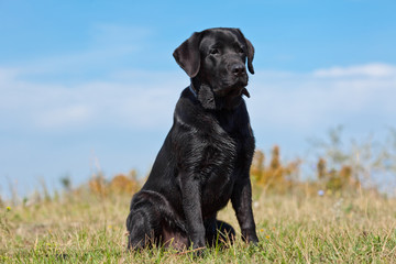 Black labrador retriever in green grass