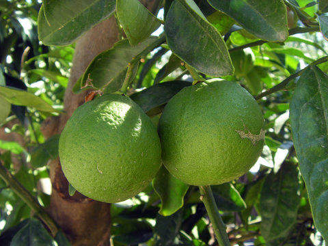 cl&eacute;mentines vertes