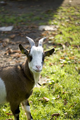 Obraz premium Zickenbock