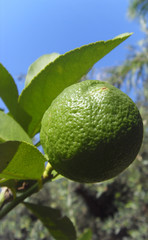 citron vert