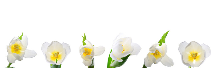 Naklejka na ściany i meble White tulips