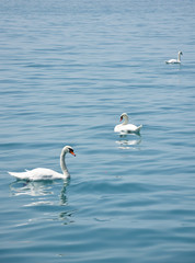 Swans in Lake Geneva