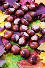 Maple leaves and chestnuts