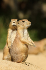 Two prairie dogs standing upright