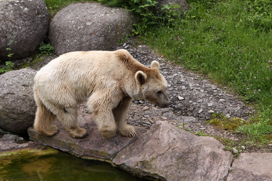 Syrischer Braunbär - Ursus a. syriacus