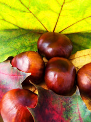 Maple leaves and chestnuts