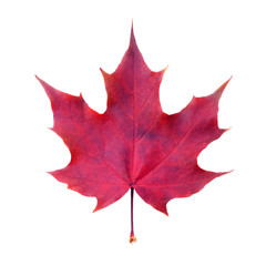 Maple leaf on white