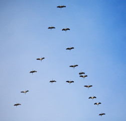 migration of birds south