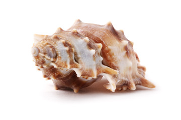 Conch shell isolated on white background.