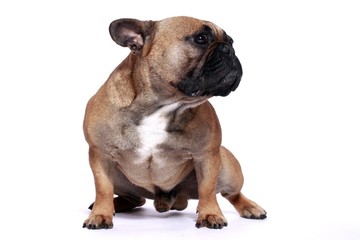 Französische Bulldogge Rüde