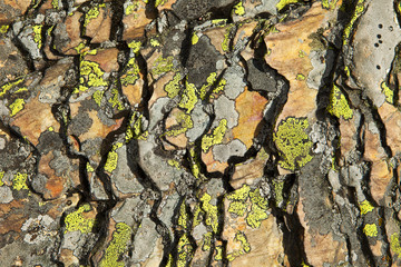 Shale and Lichen Abstract