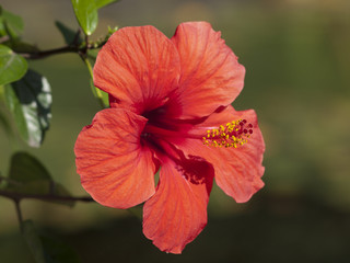 hibiscus © ANA2