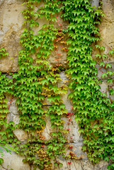 Colorful ivy leaves in Summer, gray colored wall as background. 