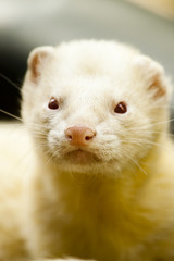 Ferret