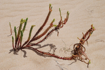 Leben Hoffnung Wüste Pflanze Keim Wüstenpflanze Fuerteventura