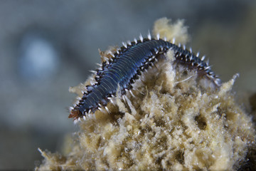 Mediterranean underwater life