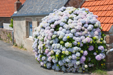Beautiful hydrangea in front of a cottage in Brittany, France
