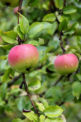 Apfelbaum kurz vor der Ernte - Hochformat