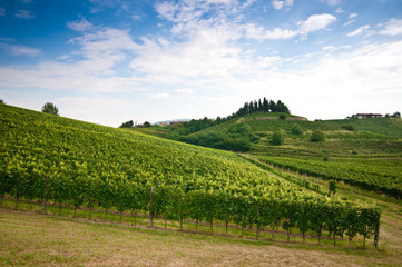 Fototapeta na wymiar Piękny krajobraz winnicy w Collio, Friuli, we Włoszech