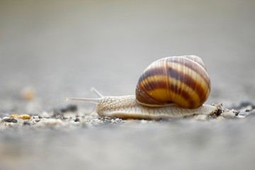 Snail