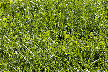 Trawa1 © fishcrosser