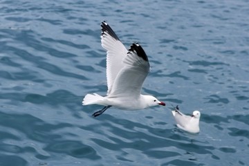 active sea gulls seagulls over blue sea ocean