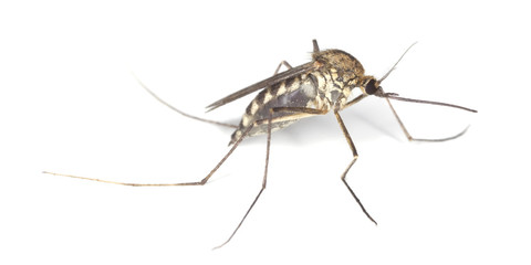 Mosquito filled with blood.