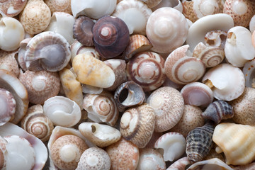 Cockleshell beach surface