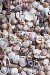 Cockleshell beach surface