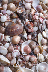 Cockleshell beach surface