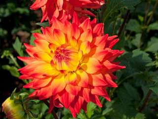 Dahlie - Dahlia