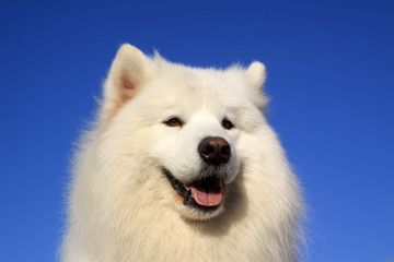 samoyed