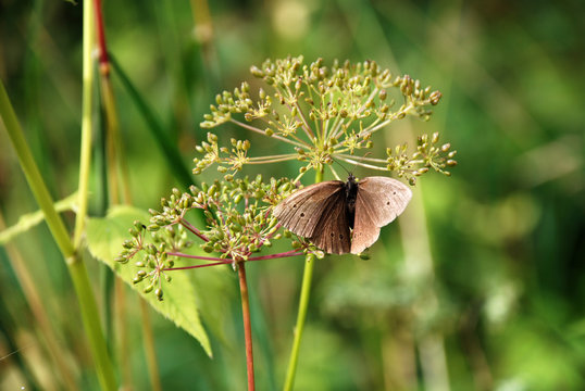 Schmetterling sitzt auf Scharfgabe