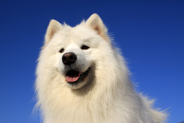 samoyed