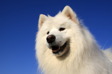 samoyed