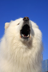samoyed