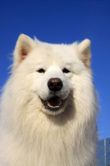 samoyed