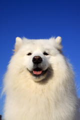 samoyed