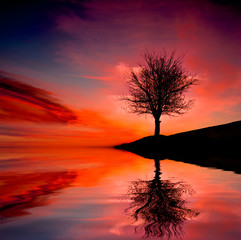 tree on susnet