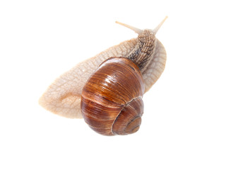 the garden snail in front of white background