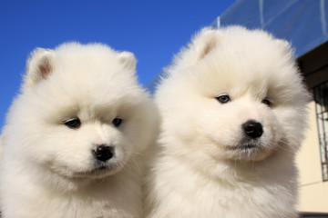 samoyed