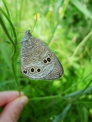 ヒメウラナミジャノメ