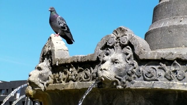 Pigeon_1