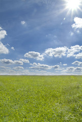 Obraz premium Wiese im Sommer