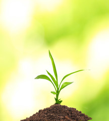 Beautiful nature theme