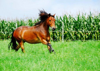 Galopp