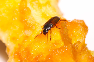 beetle on a white background